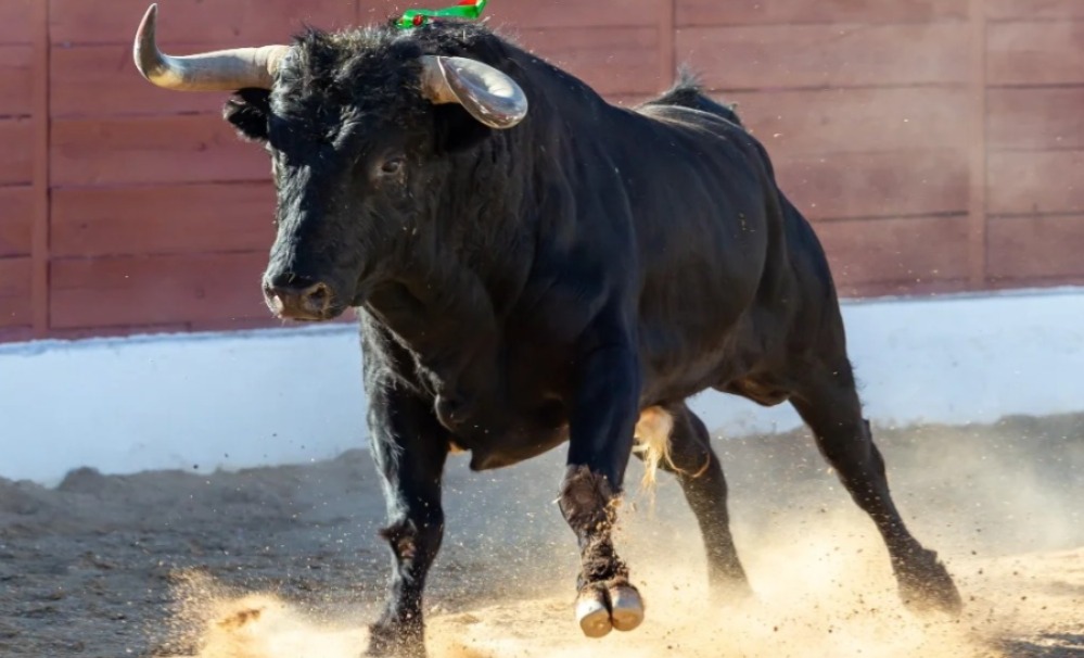 Durante fiesta patronal obligan a un toro a tomar cerveza en Yucatán 