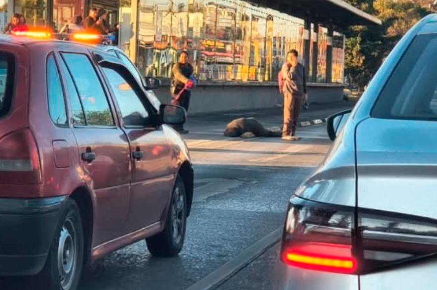 Muere abuelito por un infarto en la 11 Sur