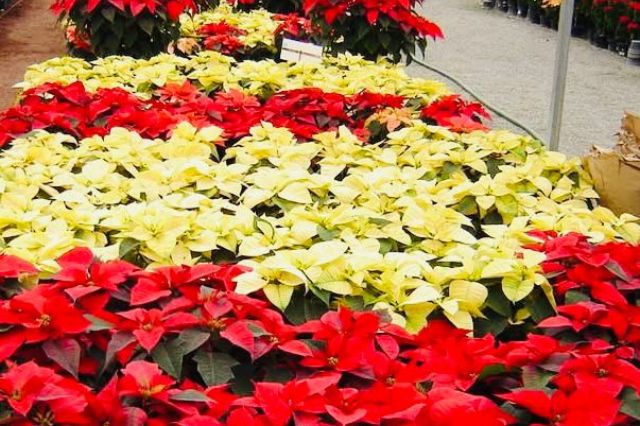 Atlixco busca desarrollar una Nochebuena nativa y exclusiva: productores 