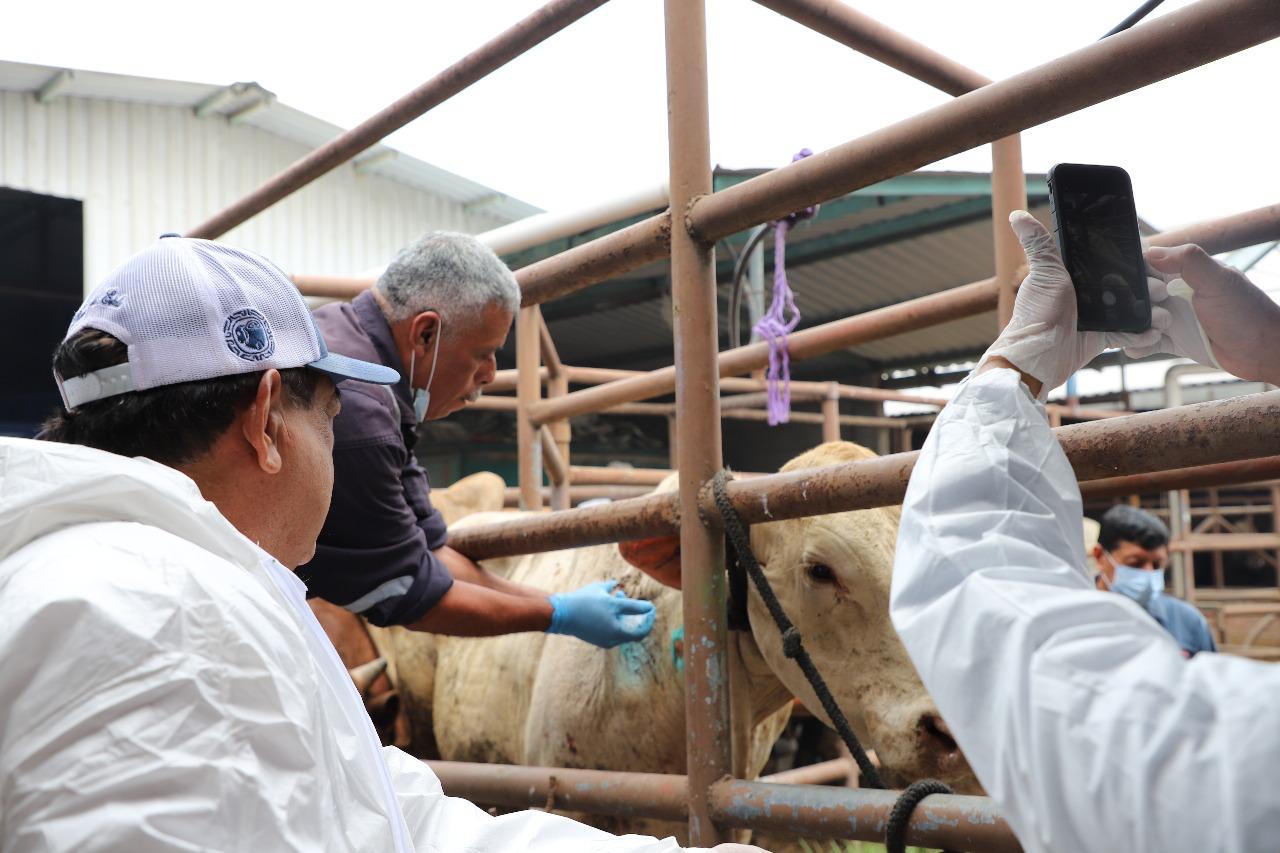 Puebla con nueve casos activos de gusano barrenador: SDR