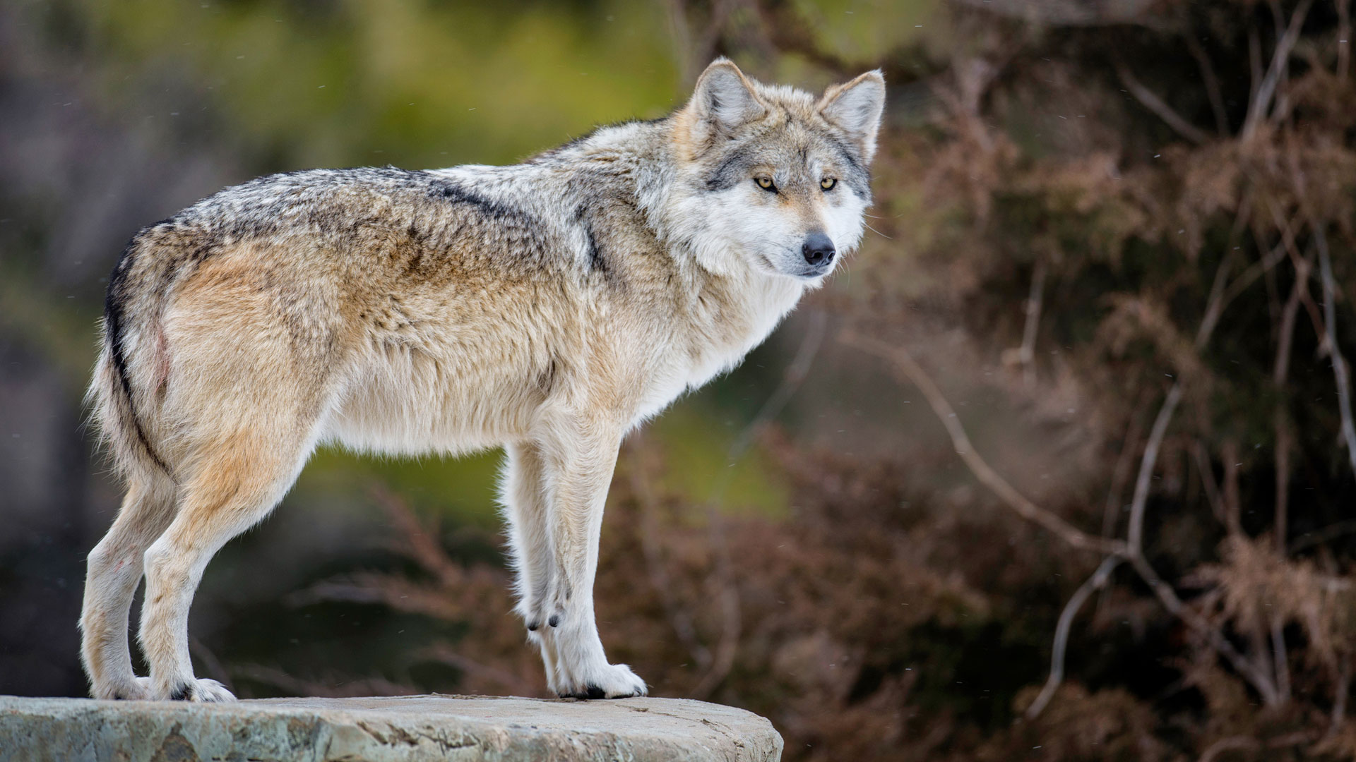 Trasladan a 4 lobos mexicanos a Coahuila para la conservación de su especie