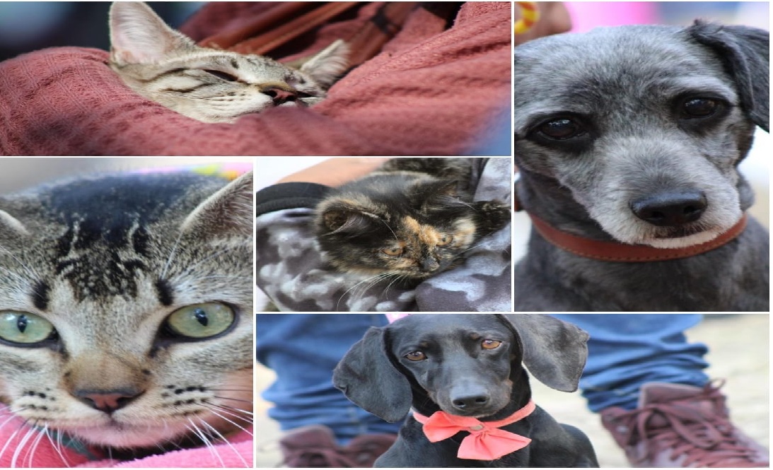 Emite Gobierno de la Ciudad medidas para el cuidado de mascotas ante temporada de frío