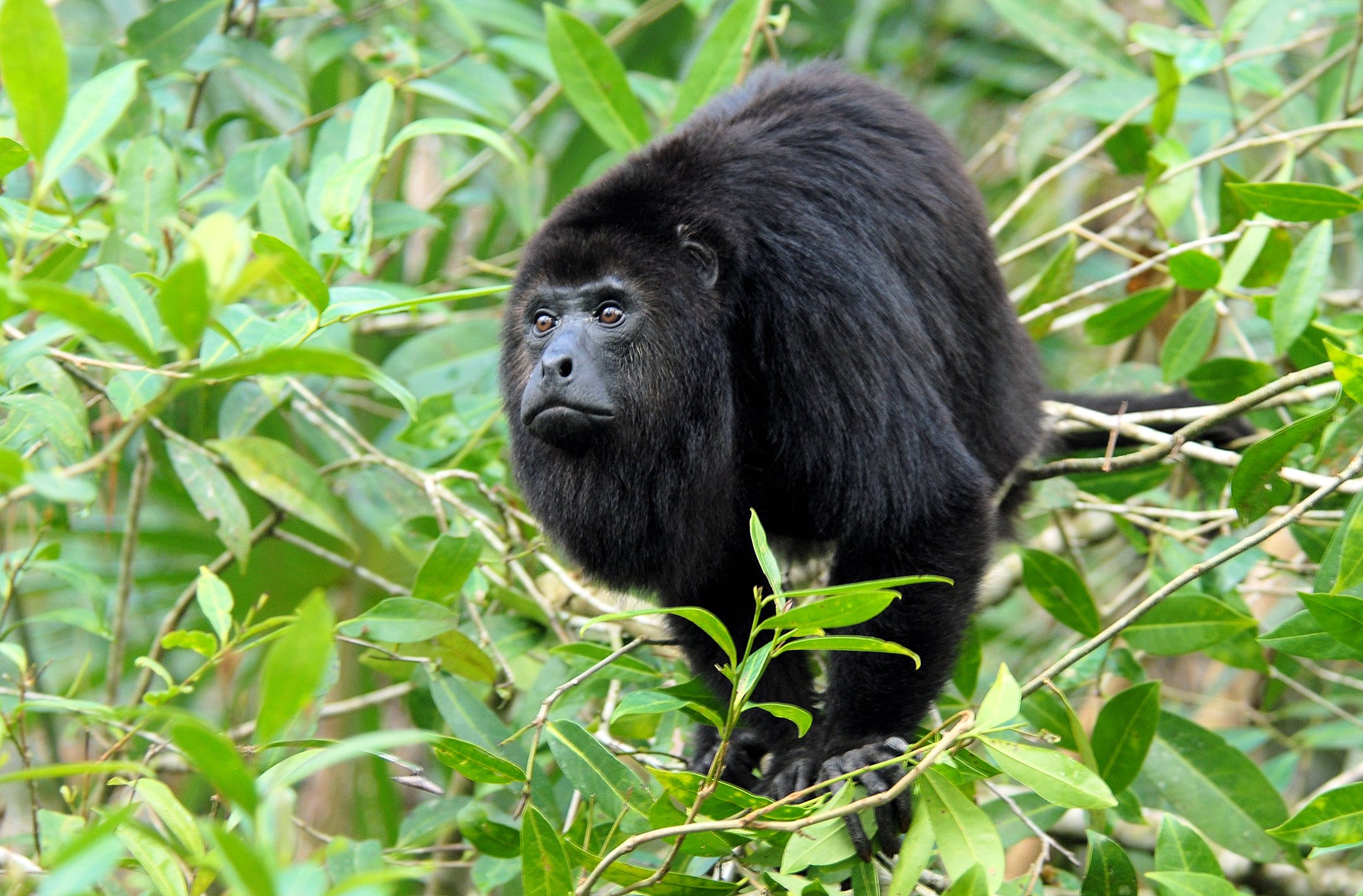 Muere mono saraguato por gusano barrenador en Palenque