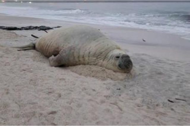 Adiós a Panchito Cortés: el elefante marino se aleja de playa Los Ayala