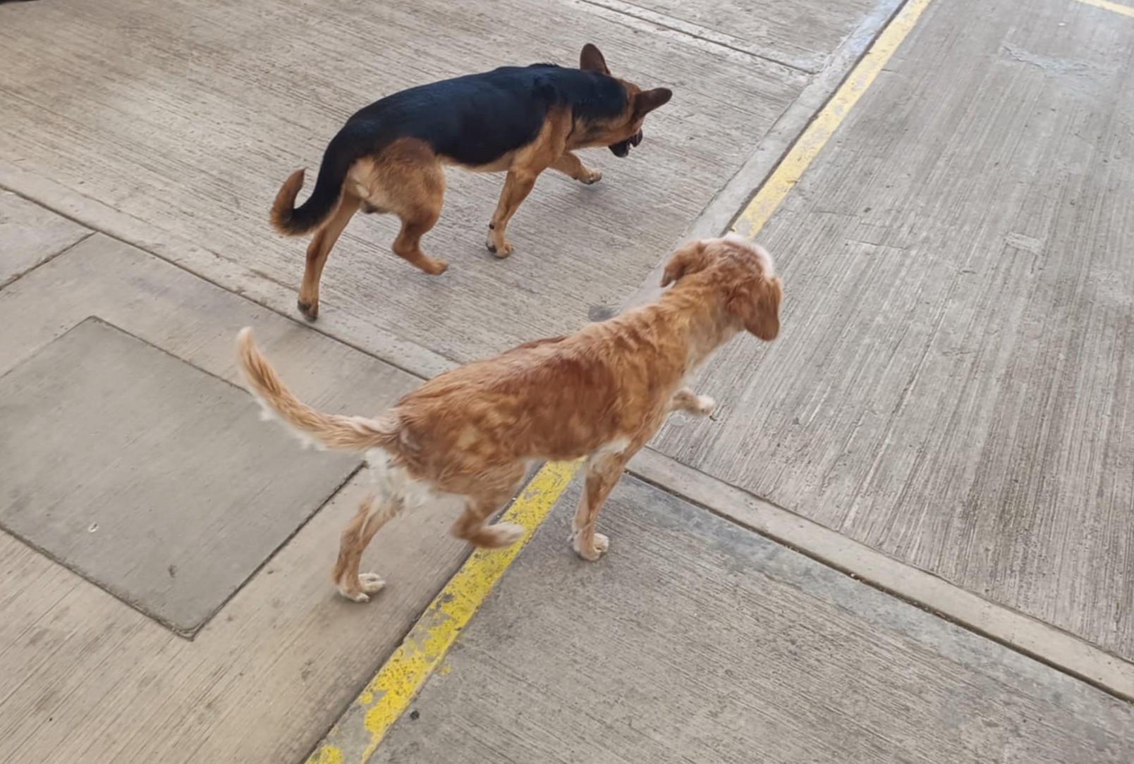 Se registra ataque de perro contra masculino en Acatlán