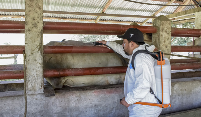 Reporta Agricultura reducción del 57% de casos del Gusano Barrenador del Ganado