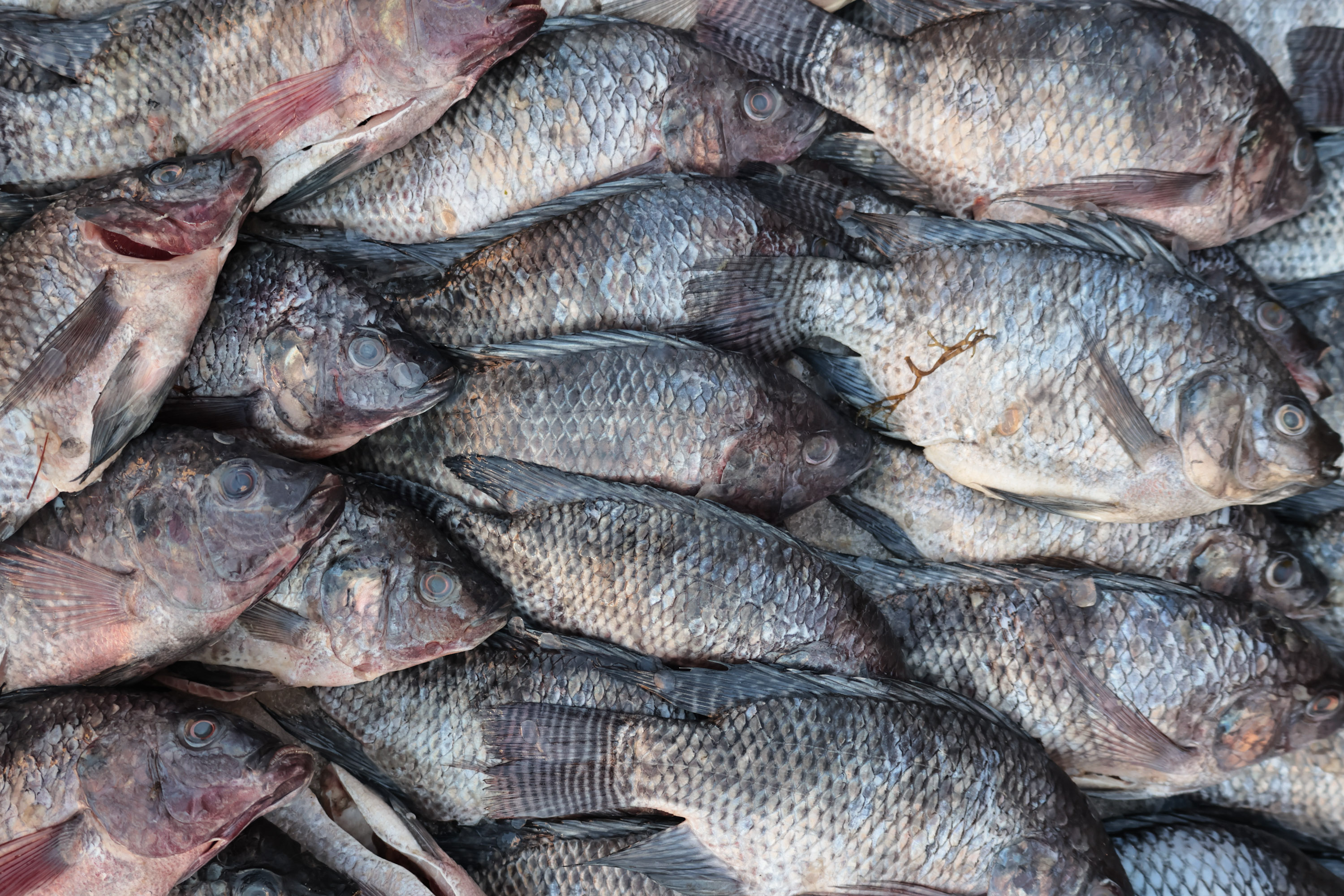 Inicia el Operativo Cuaresma y Semana Santa 2026 de la Profeco para vigilar precios de pescados y mariscos 