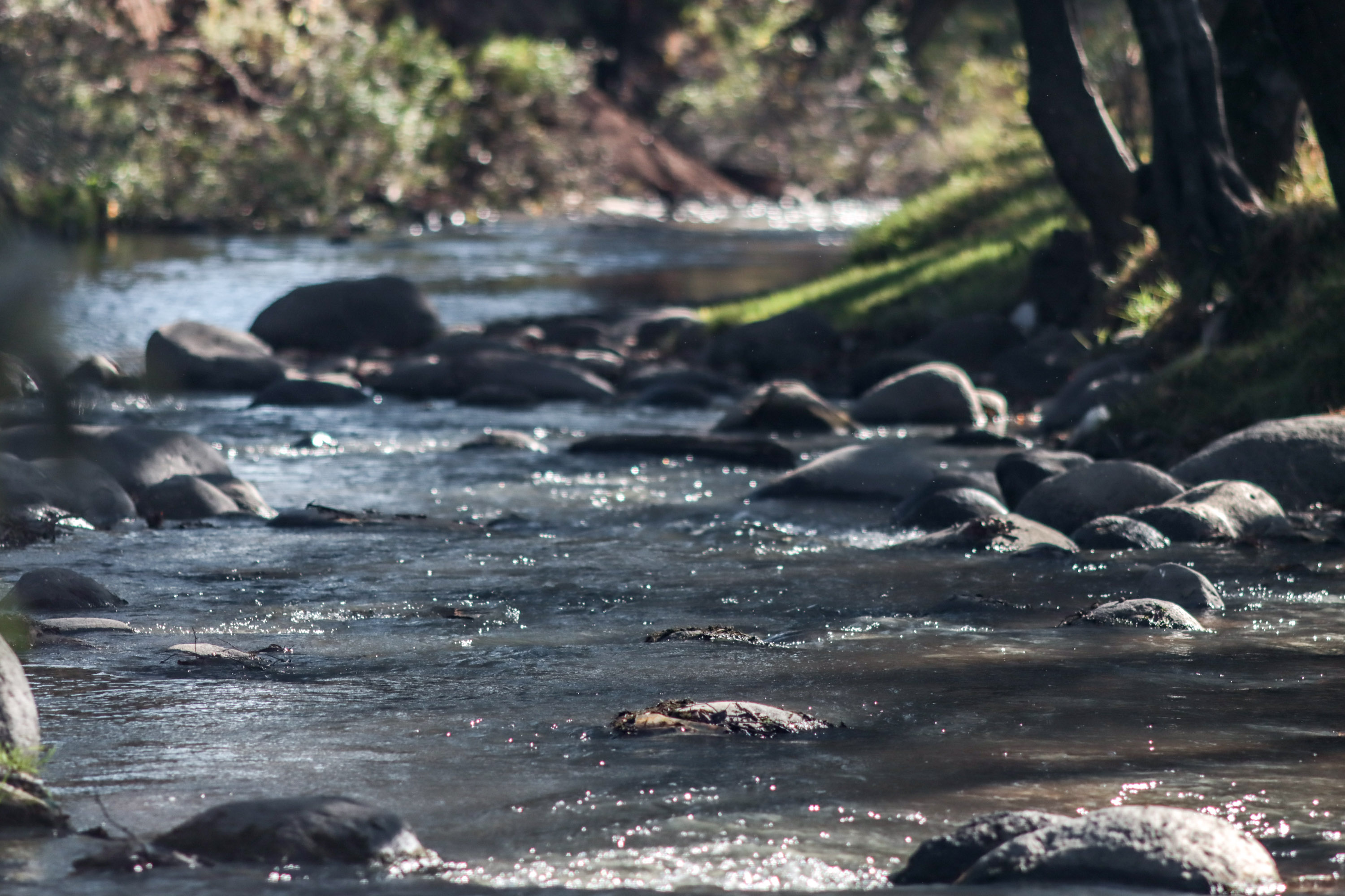 Un total de 29 empresas cuentan con permiso de descargas en el Río Atoyac