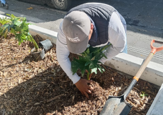 Gobierno de Chedraui impulsa mantenimiento en la Plazuela Sor Juana Inés de la Cruz