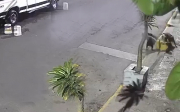 Perros pitbull atacan a lavacoches en calles de Izúcar de Matamoros