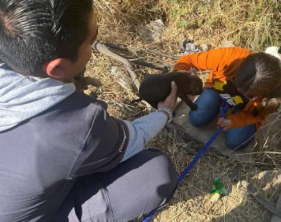 Rescatan en Atlixco a siete cachorros abandonados en una barranca