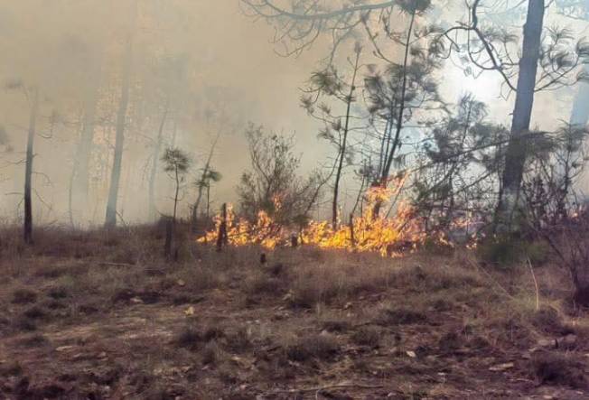 Control de incendio forestal en Vicente Guerrero llega al 70 por ciento
