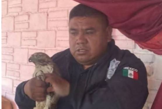 Rescatan águila protegida con lesiones a consecuencia del incendio de Vicente Guerrero