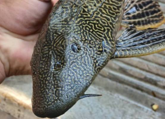 Presencia de Pez Diablo en Jolalpan sorprende a pobladores 