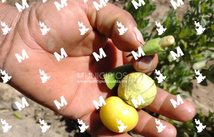 Las heladas dejan daños de cultivos en San Lorenzo Chiautzingo