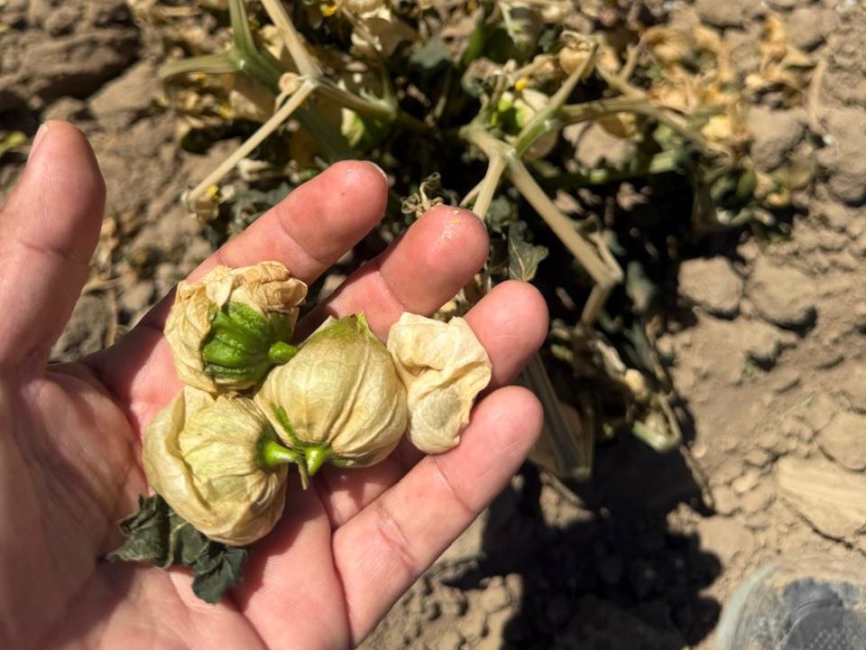 Gobierno de Puebla dispone fondo ante afectaciones agrícolas por bajas temperaturas