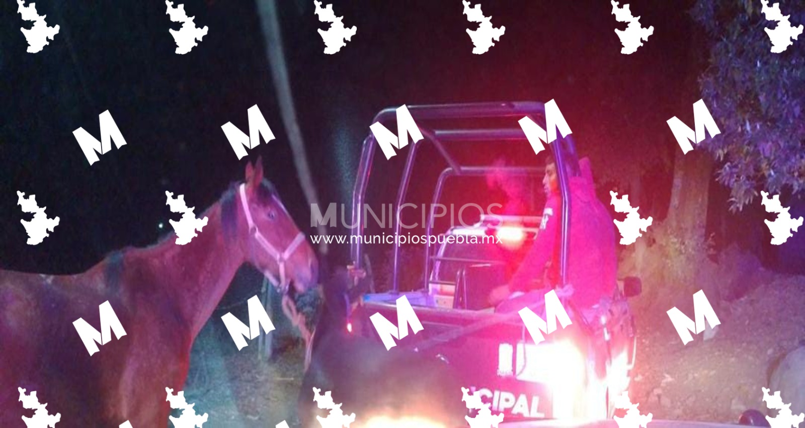 Tras una persecución recuperan dos caballos robados en Teotlalcingo