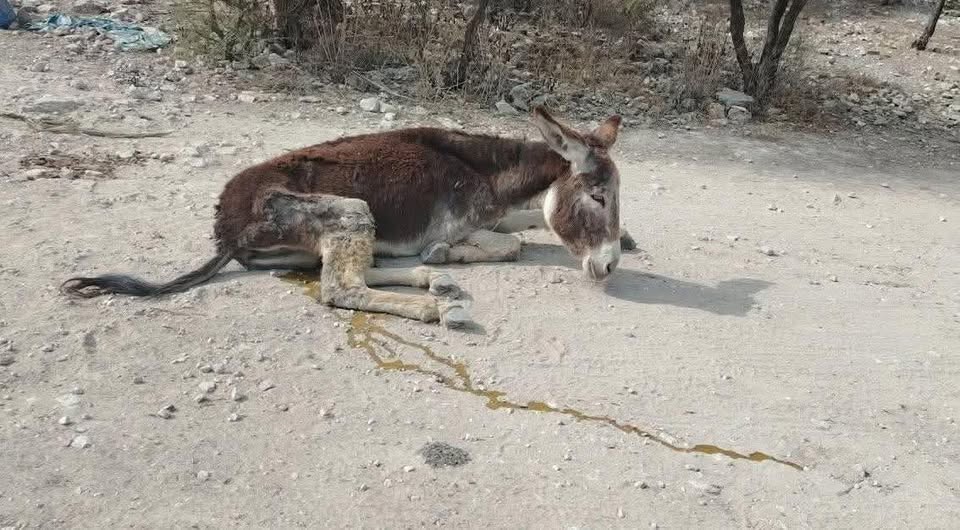 Duermen de manera humanitaria a burrito abandonado en Santa María Coapan ante su estado crítico de salud