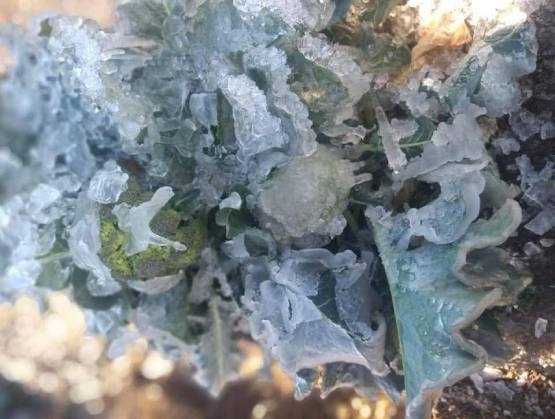 Preocupa a productores poblanos recientes hadadas; podrían afectar cultivos 