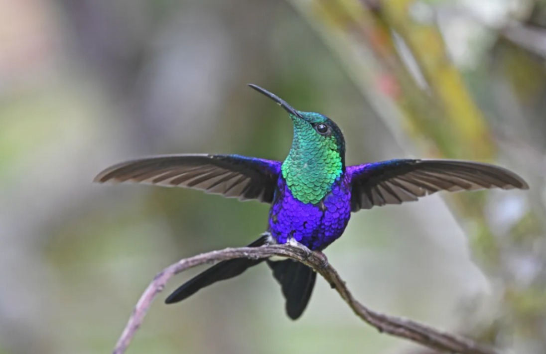 Alertan sobre la venta ilegal de colibrís para este 14 de febrero 