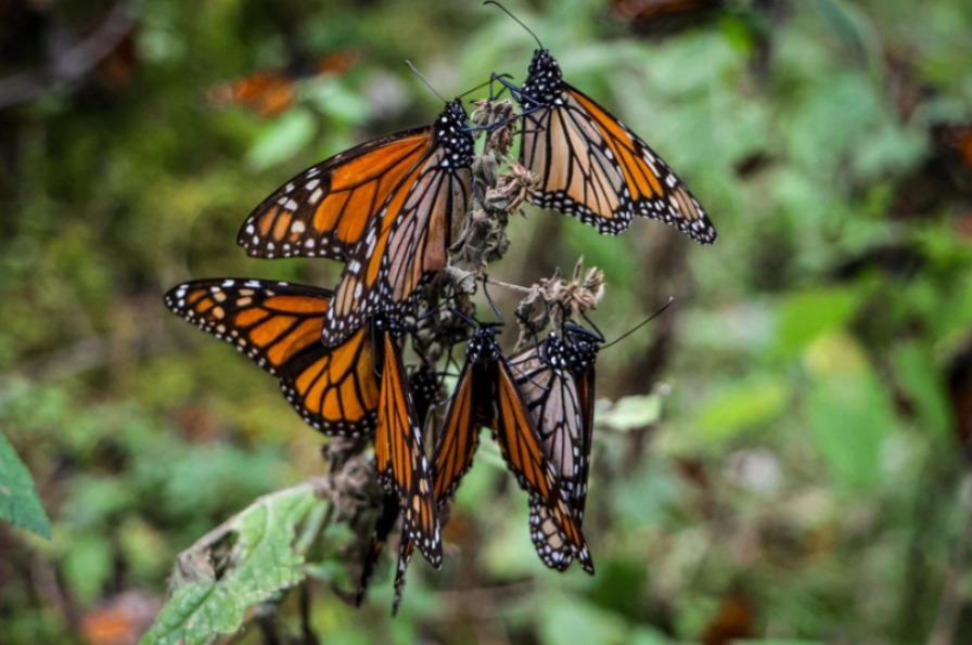 El cambio climático podría afectar la migración de la mariposa monarca: UNAM 