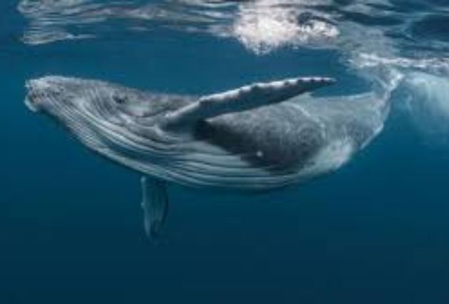 México recibe 26 mil ballenas cada invierno; guía de destinos 2026