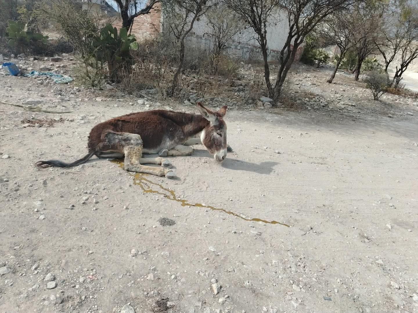 Investigan presunto abandono y lesiones a un burro en Coapan