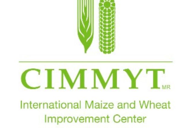 40 millones de dólares de EE. UU. irán al CIMMYT para mejorar maíz y trigo