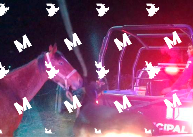 Tras una persecución recuperan dos caballos robados en Teotlalcingo