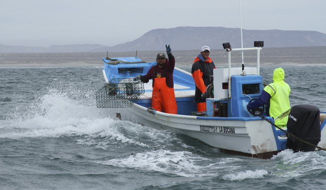 Arranca periodo de veda para siete especies marinas en 10 estados del país