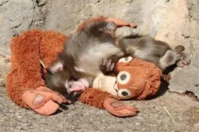 La historia de Punch, el mono que abraza un peluche tras abandono
