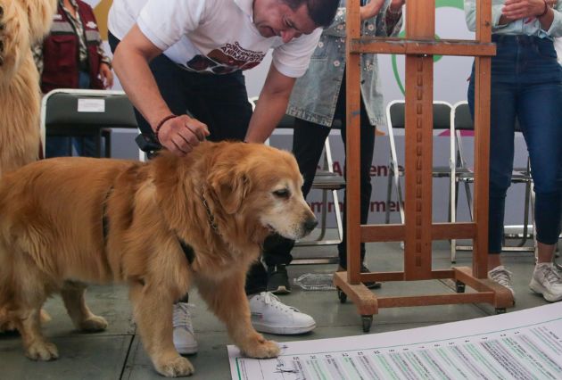 Fallece Tommy, el perrito de Alejandro Armenta que acompañó su vida política