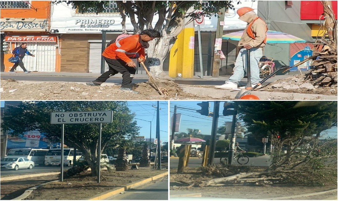 Presuntos detractores de proyectos gubernamentales tiran árboles en la Calzada Zaragoza