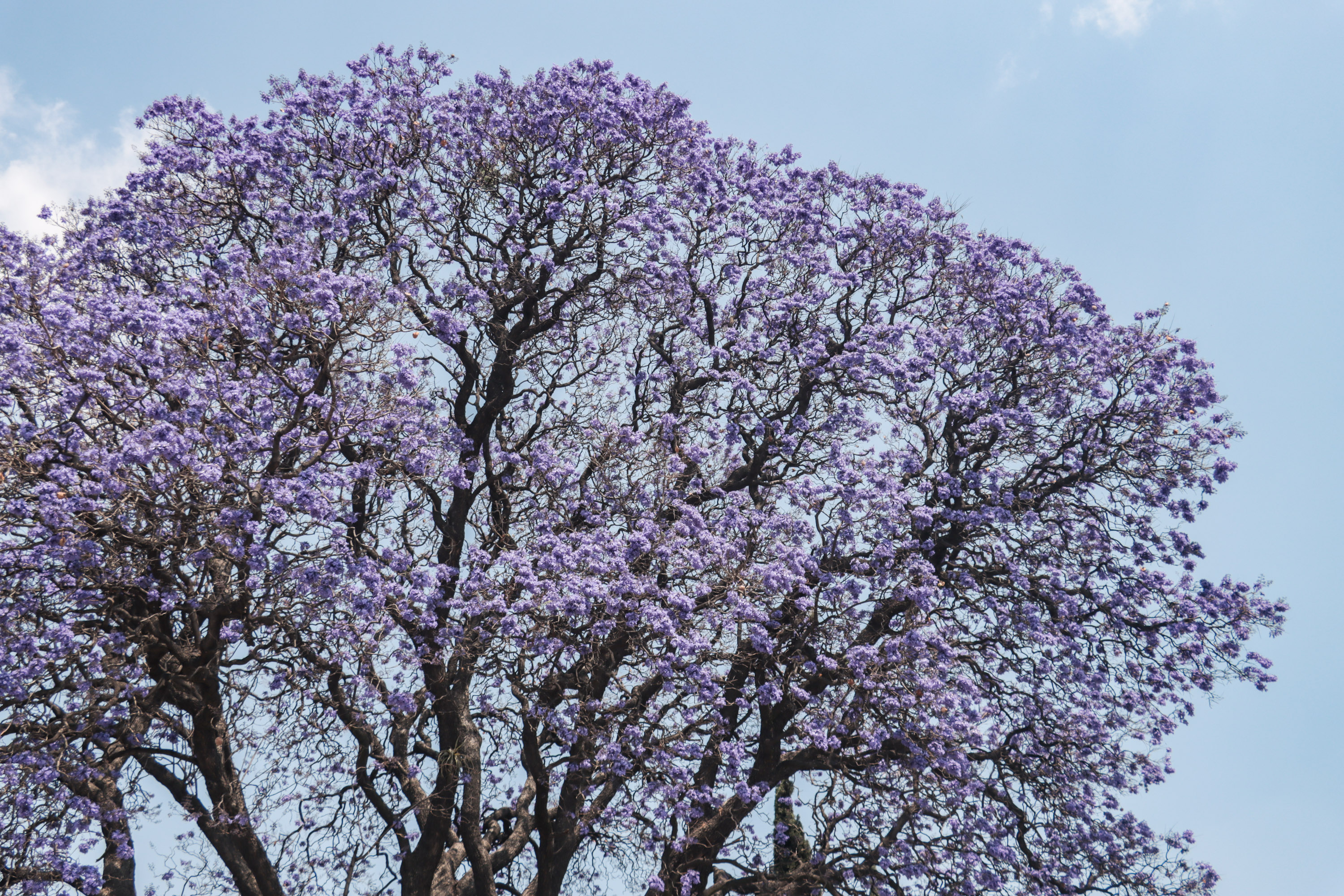 Jacarandas tiñen de violeta la ciudad de Puebla