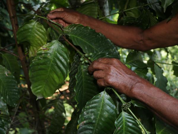 Gobierno de Puebla apoya con recursos a cafeticultores afectados en Zongozotla