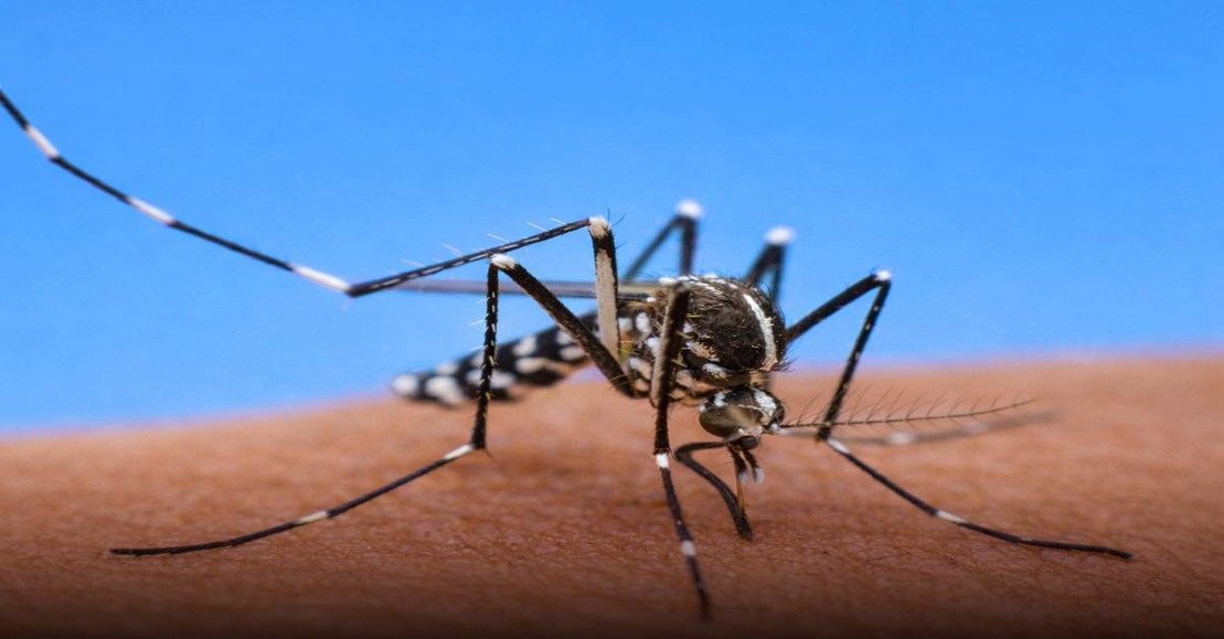 Realizarán 1ª Jornada Nacional de lucha contra el Chikungunya y el Dengue 2026