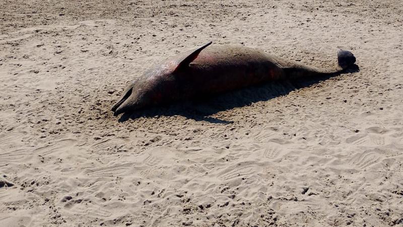 Encuentran un delfín sin vida en playa de Coatzacoalcos