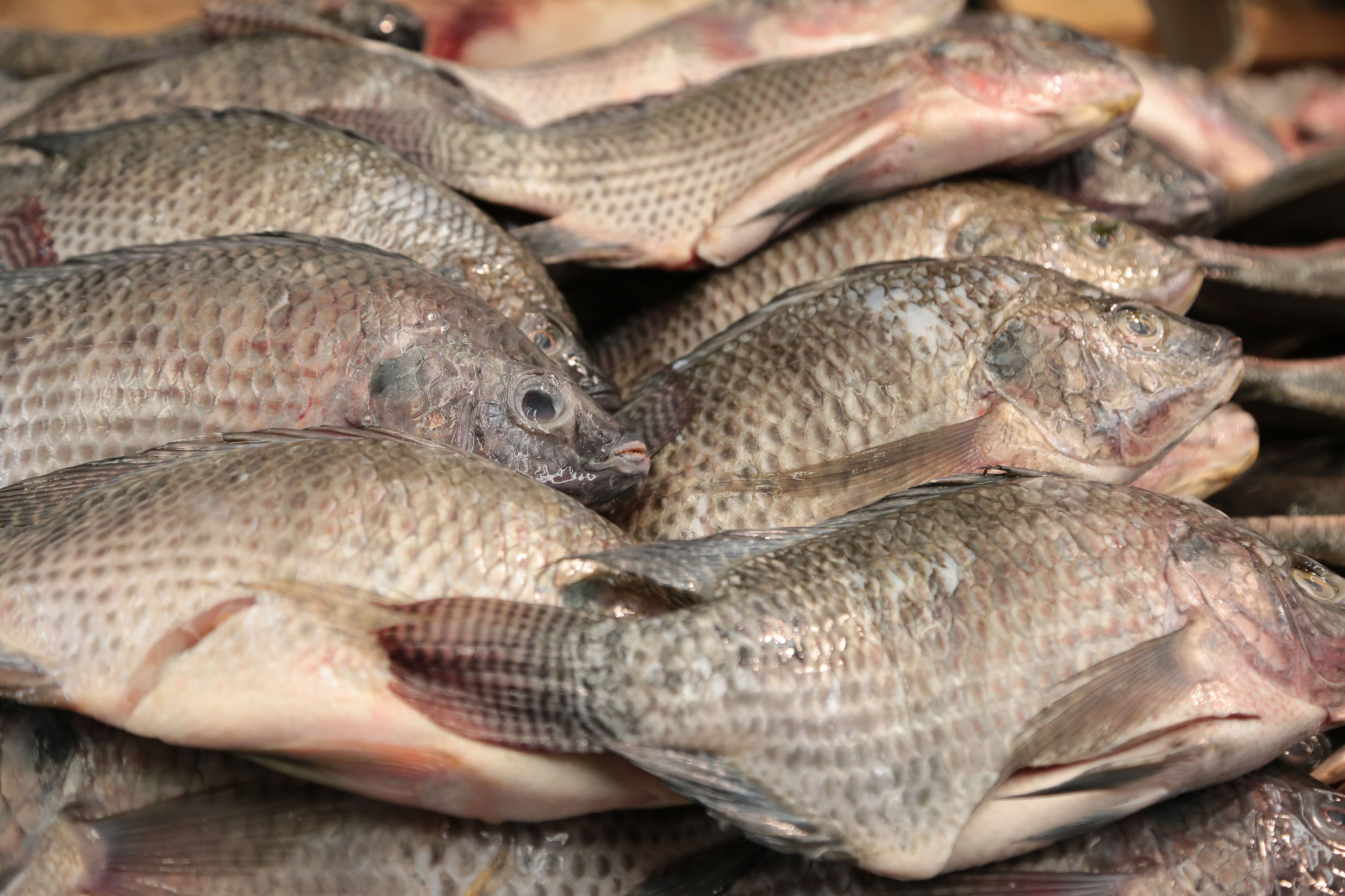 Emiten recomendaciones para consumir pescado fresco en esta Cuaresma 