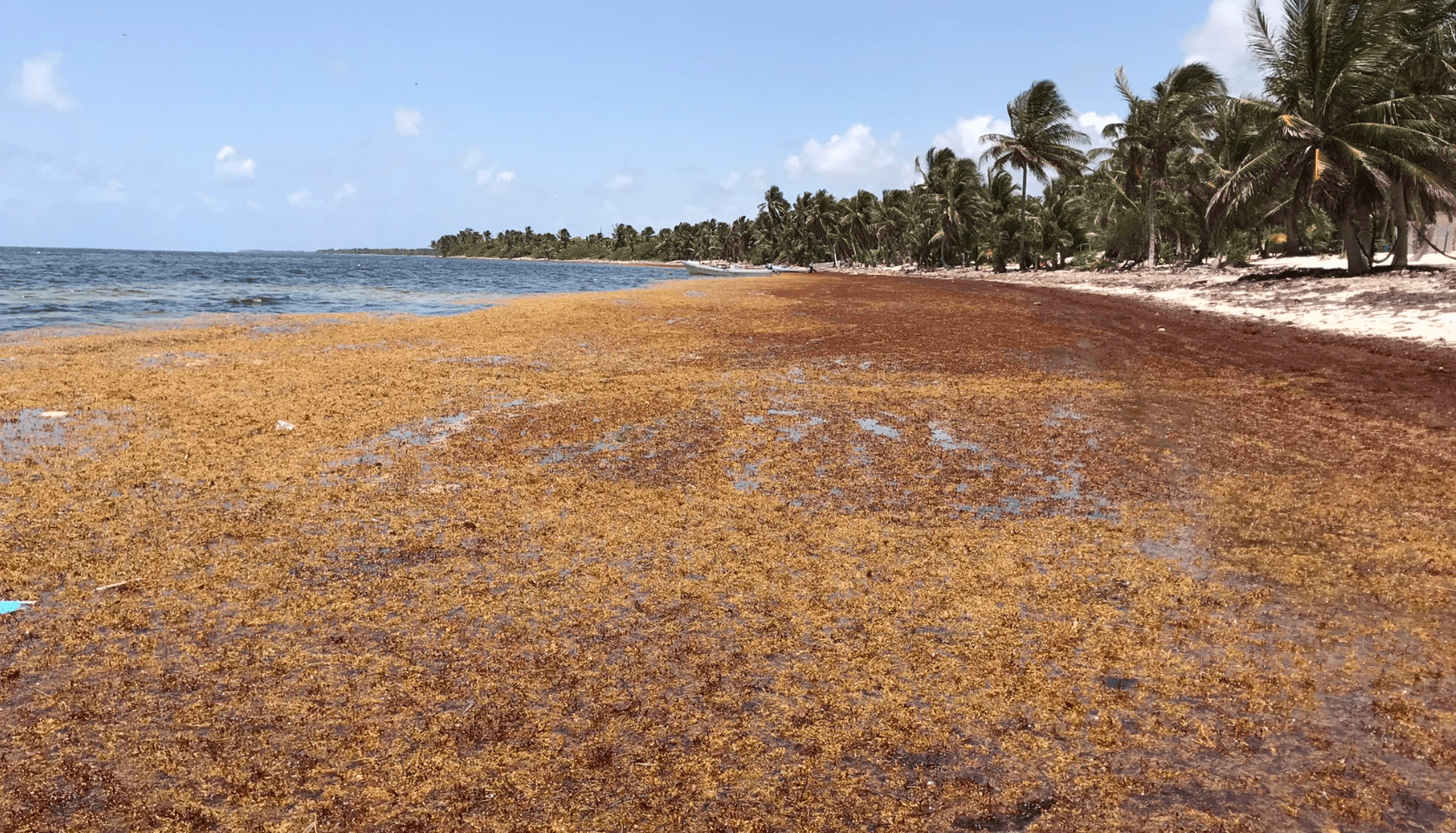 Playas de Quintana Roo se pintan de marrón por ola temprana de sargazo