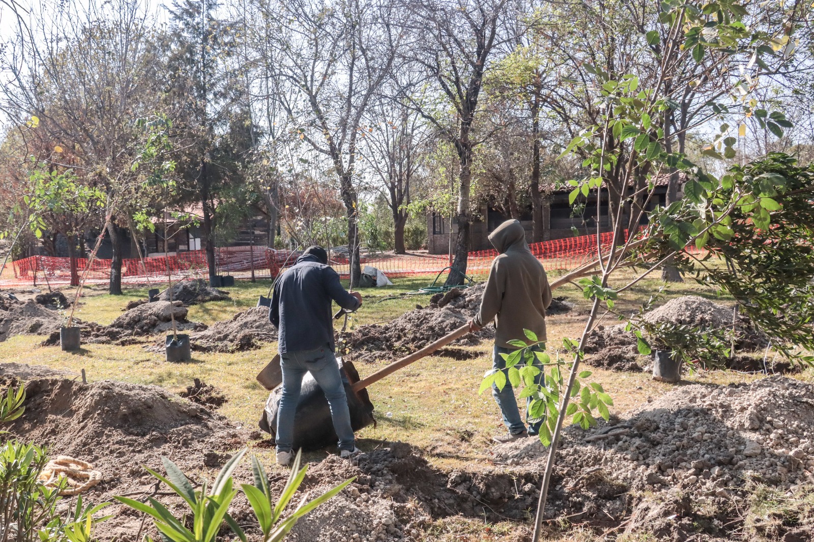 Avanza Plan Integral para la Renovación del Bosque Urbano