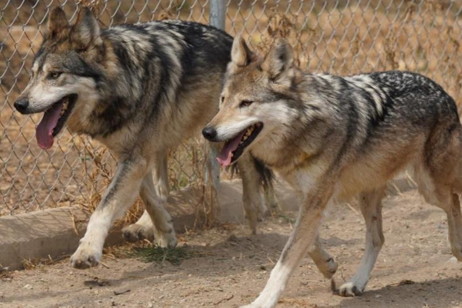 Zoológico de Aragón recibe pareja de lobos mexicanos para la preservación de su especie 