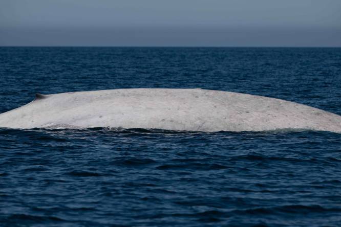 Avistan ballena azul albina en Baja California Sur