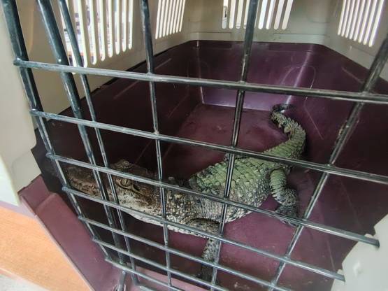 Resguardan cocodrilo en Puebla tras entrega voluntaria a Profepa
