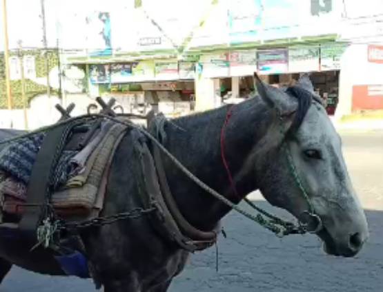 Entre marzo y abril, carretas tiradas por caballos saldrán de circulación en Texmelucan