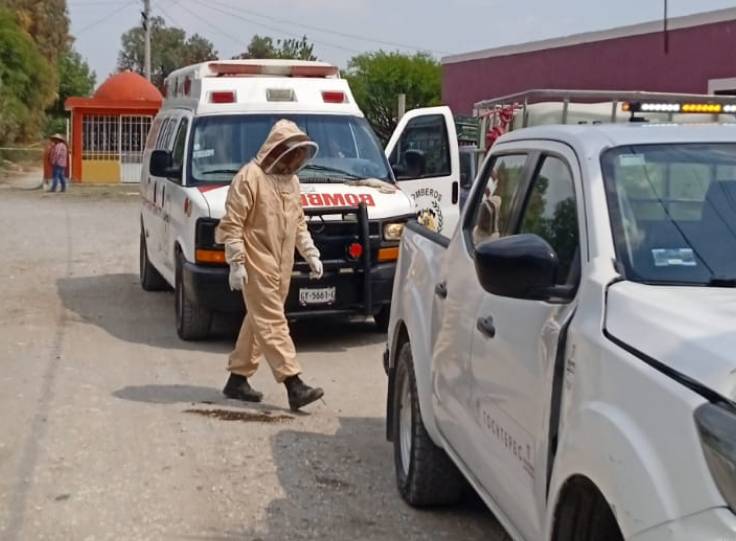 Abejas atacan a vecinos de Tochtepec; hay seis heridos 