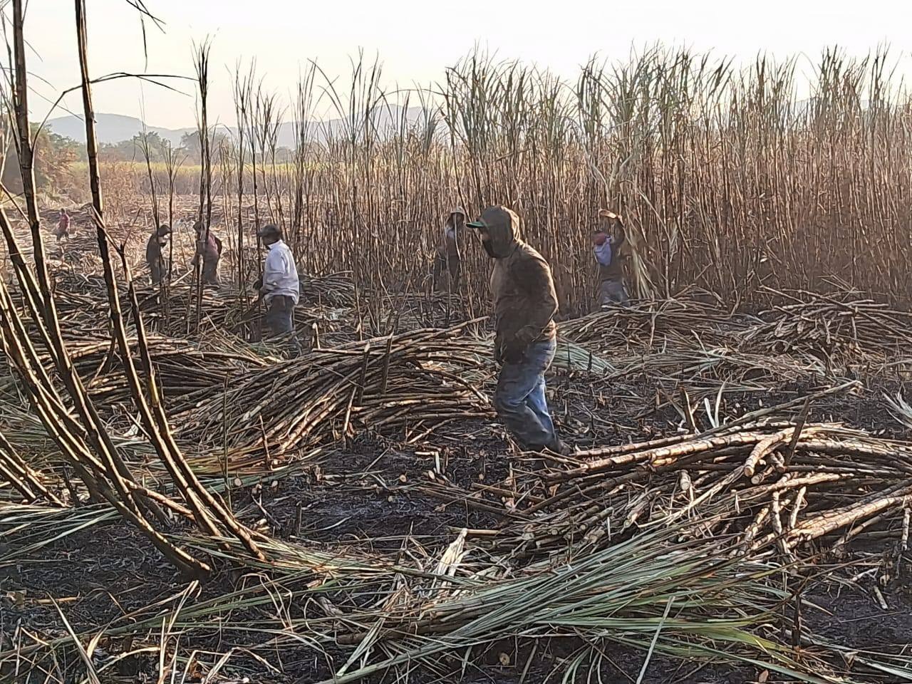 Con la temporada de calor inicia el déficit de cortadores en la zafra 
