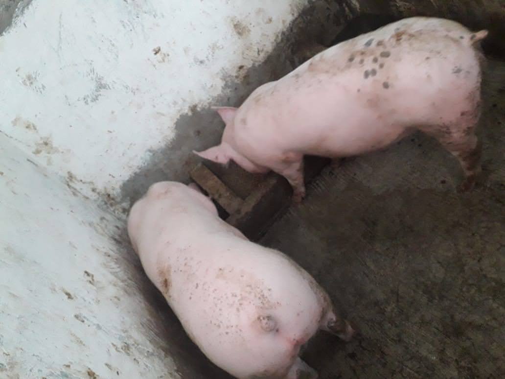 Irrumpe comando armado en granja porcina de Tepanco