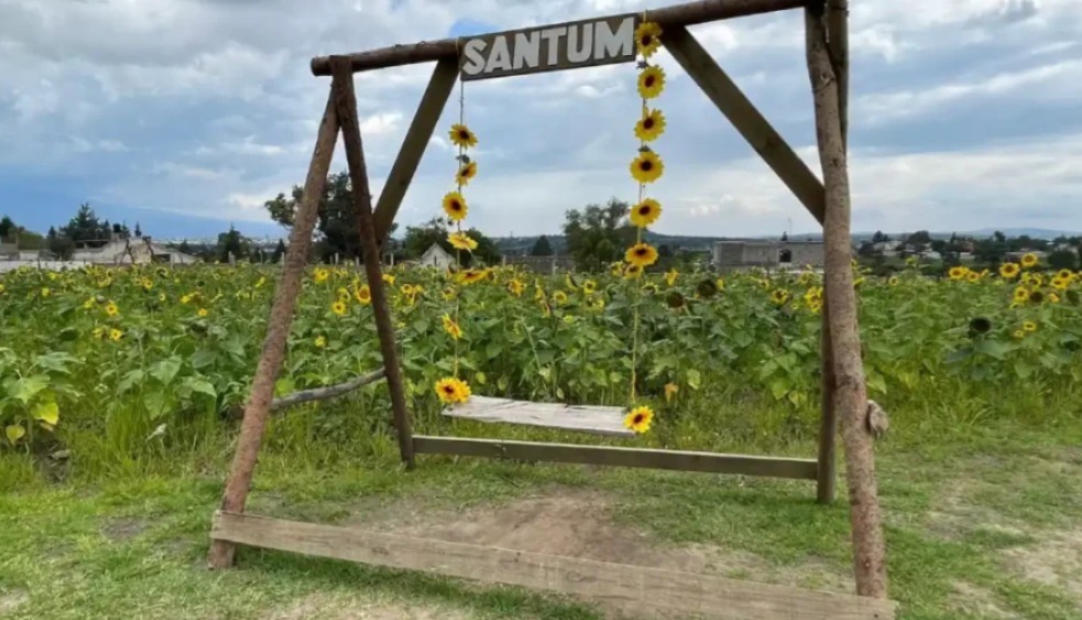 Anuncian el Festival Entre Girasoles en Tlaxcala