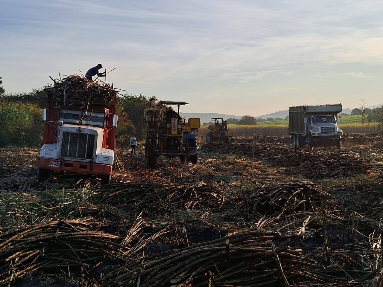 La zafra en Chietla 2025-2026 avanza en un 60 por ciento 