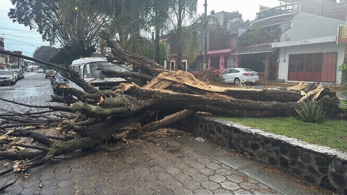 Fuertes vientos derriban árbol de gran tamaño en Metepec, Atlixco